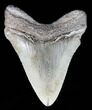 Juvenile Megalodon Tooth - South Carolina #39944-1
